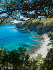 Obraz premium Tranquil cove on a sunny day in a coastal forest, midday