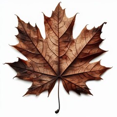 Obraz premium Autumn dry maple leaf with vibrant colors of brown isolated on white background