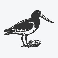 Majestic Oystercatcher Silhouette, Capturing Nature's Elegance at Sunset