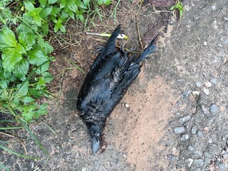 Dead crow or raven on the road stock photo