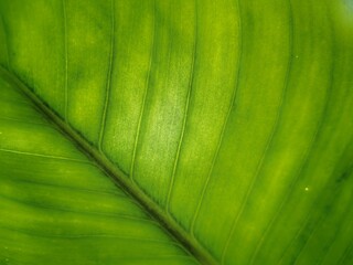 Green leaves fill the frame for background.