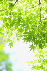 新緑のカエデ　白背景
