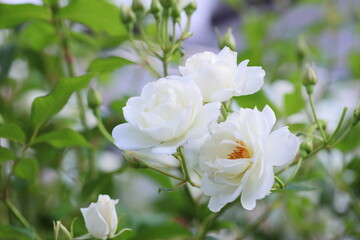 清楚な白いバラのクローズアップ