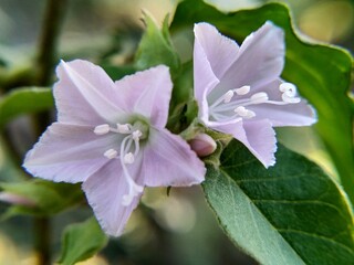 Hesperochiron californicus flowers are beautiful when seen from a close distance