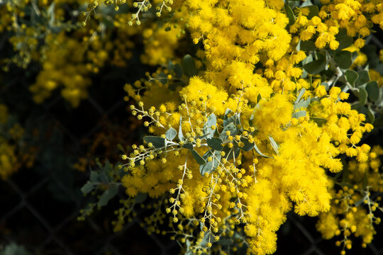 Australian golden wattle tree blooming in flower.