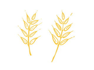 Hand drawn ears of rye and wheat. Wheat agricultural vector