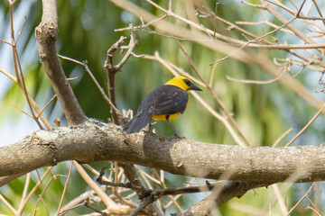 yellow billed hornbill