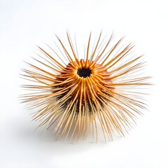 sea urchin on white background, animal in white background, sea animal