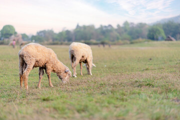 Fototapeta premium Closeup image of sheep grazing on a green meadow with bright blue sky background.