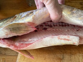 Cutting freshwater predatory fish pike