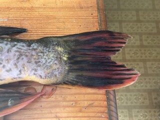 Cutting freshwater predatory fish pike