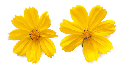 Obraz premium Two yellow flowers with black centers isolated on a white background