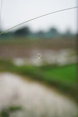 spider on the web