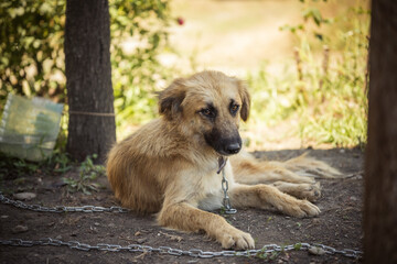 A sad chained dog. Dog in the yard, in the rural area.