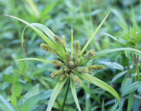 a plant of nut grass ( cyprus scariosus ) showing its leaves and flowering pattern.