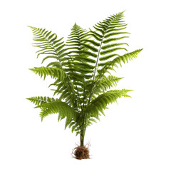 Fern leave isolate on transparent png.