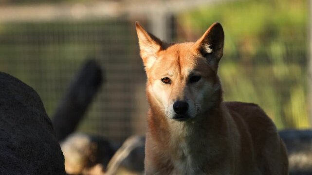 Dingo Observing at Melbourne Zoo