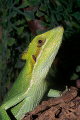 Vertical selective focus of a green eastern casquehead iguana, Laemanctus longipes, on a tree branch