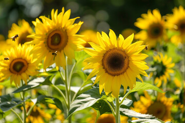 A bee is flying over a field of yellow flowers