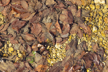 Obraz premium A shallow riverbed with an exposed rocky bottom, a small stream and a flow of water, autumn in nature