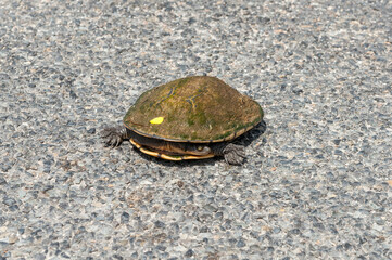 One lost snake-necked turtle in danger of being run-over