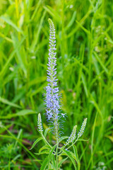 Veronica longleaf. Blue wildflower close-up. Beauty is in nature.