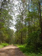 Obraz premium Dirt road between tall eucalyptus forest to Boundary Falls