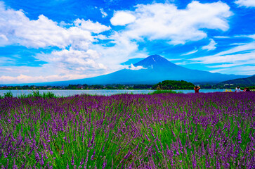 富士山,ラベンダー