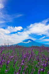 Fototapeta premium 富士山, 世界遺産, 世界文化遺産