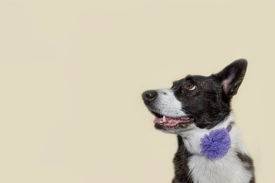 Dog. Welsh Corgi Pembroke. Cute purebred dog. Holidays and events