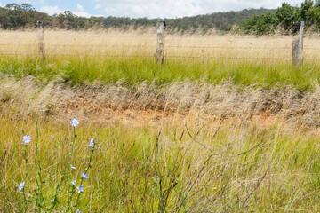 Roadside long grass and field Landscape near Tentafield