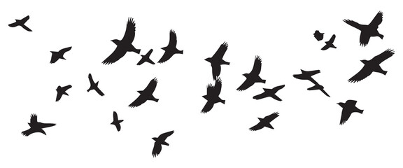Flying birds silhouettes on white background. Vector illustration. isolated bird flying