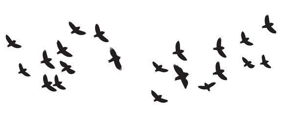 Flying birds silhouettes on white background. Vector illustration. isolated bird flying