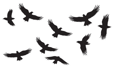 Set of silhouette flying bird white background