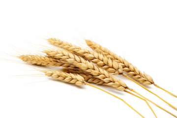 Wheat ears isolated on white background in PNG format with transparent background for agricultural and food design projects