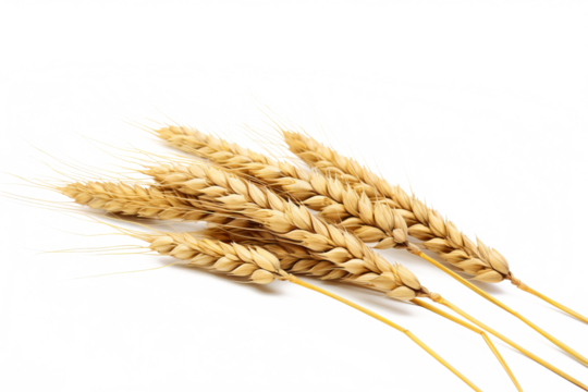 Wheat ears isolated on white background in PNG format with transparent background for agricultural and food design projects