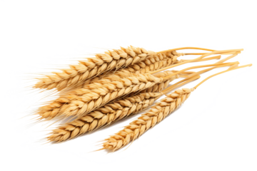 Wheat ears isolated on white background in PNG format with transparent background for agricultural and food design projects