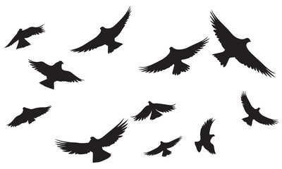 Set of silhouette flying bird white background