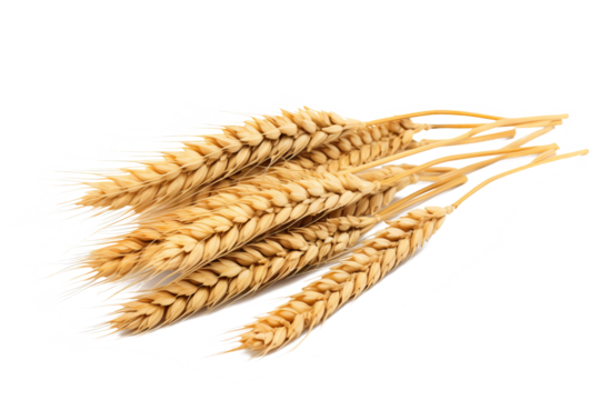 Wheat ears isolated on white background in PNG format with transparent background for agricultural and food design projects