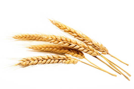 Wheat ears isolated on white background in PNG format with transparent background for agricultural and food design projects