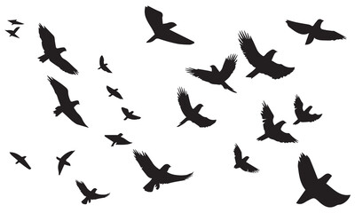 Set of silhouette flying bird white background