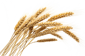 Wheat ears isolated on white background in PNG format with transparent background for agricultural and food design projects