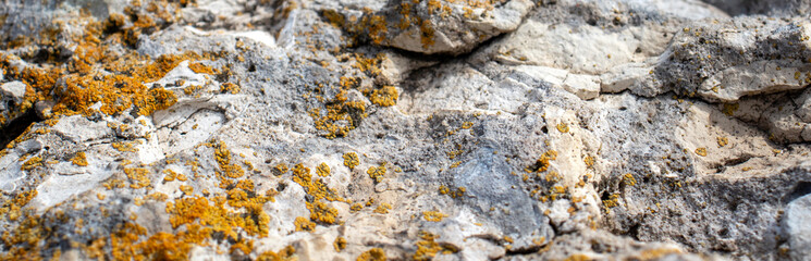Moss on destroyed concrete, close-up. The structure of moss on stones. Color fantasy on the uneven surface of the remains of a concrete wall.