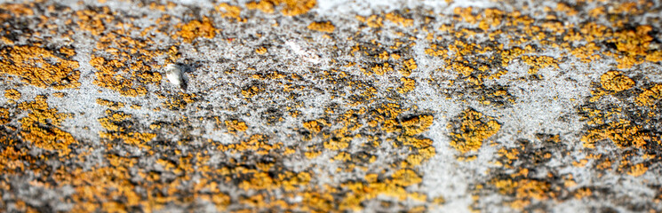 Moss on destroyed concrete, close-up. The structure of moss on stones. Color fantasy on the uneven surface of the remains of a concrete wall.