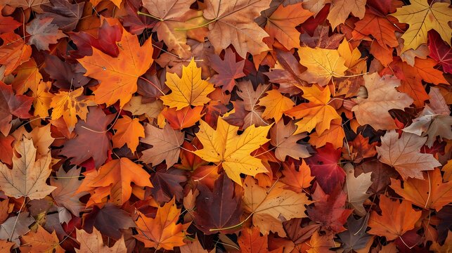colorful autumn leaves - Powered by Adobe