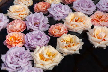 Variety of coloured roses floating in water