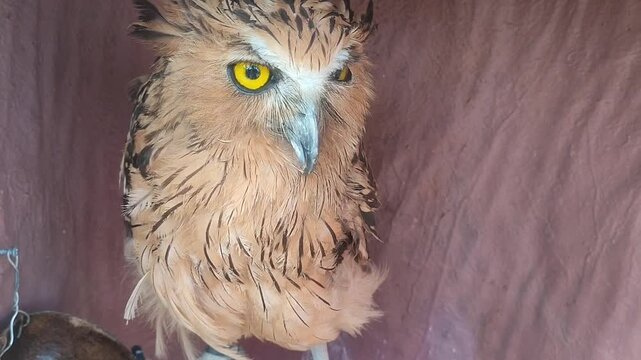 brown eagle owl