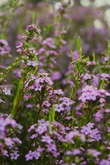 Fototapeta premium A bunch of small purple flowers