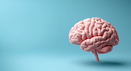 Side view of brain model on light pastel blue background. Generative AI