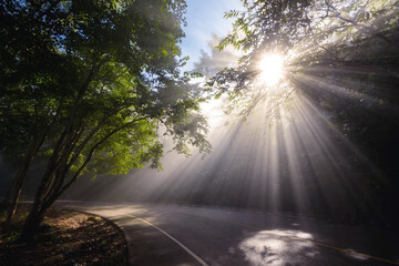 Beautiful view of sun rays though forest, uphill curve street, mist
